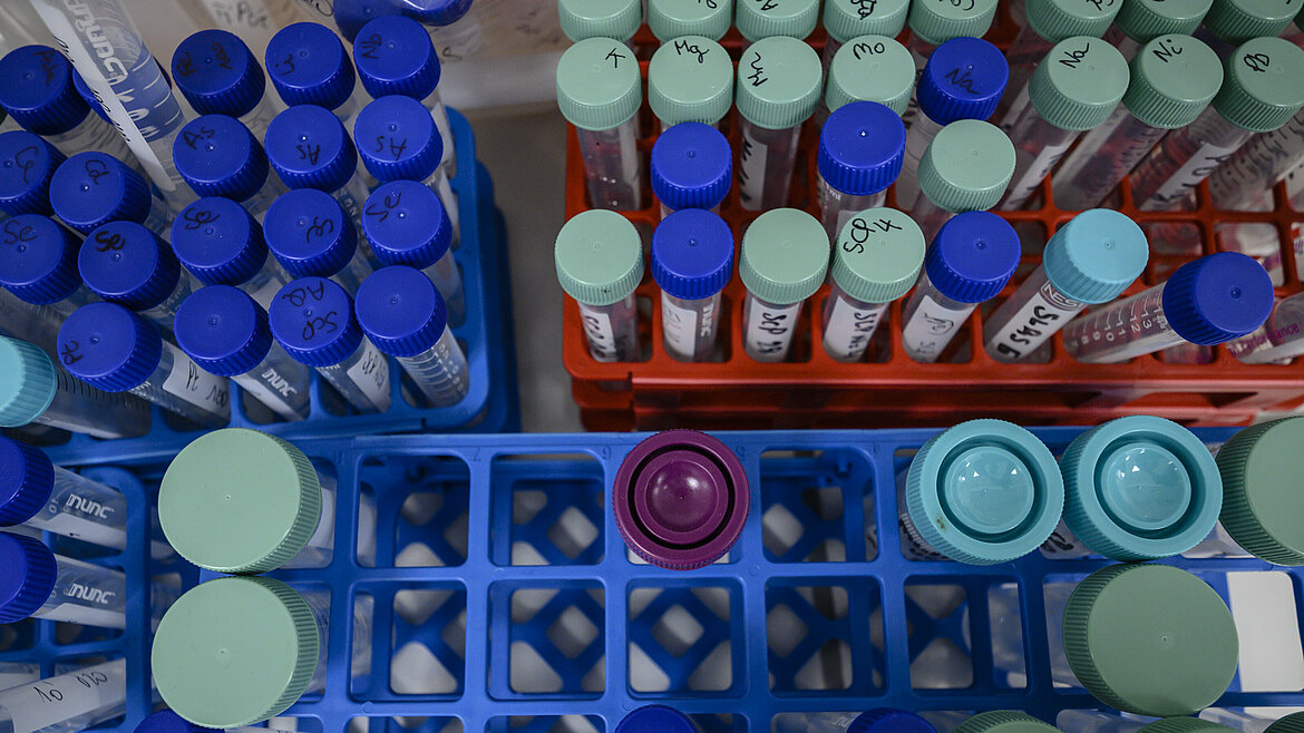 Photos d'échantillon de la plateforme ICP. Crédit : Université de Lille